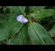 Commelina virginica