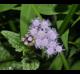 Conoclinium coelestinum