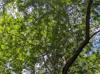 Crataegus brachyacantha