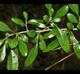 Crataegus brachyacantha