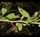 Crataegus brachyacantha