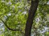 Crataegus brachyacantha
