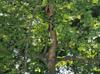 Crataegus marshallii