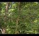 Crataegus marshallii
