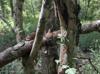 Crataegus marshallii