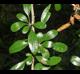 Crataegus spathulata