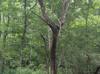 Crataegus spathulata