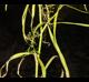 Cynosciadium digitatum