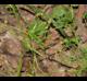 Cynosciadium digitatum