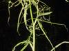 Cynosciadium digitatum