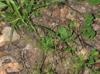 Cynosciadium digitatum