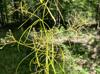 Cynosciadium digitatum