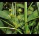 Cyperus croceus