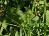 Cyperus croceus