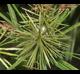 Cyperus strigosus