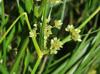 Cyperus virens