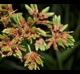Cyperus virens