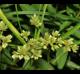 Cyperus virens