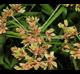 Cyperus virens