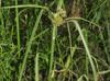 Cyperus virens