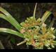 Cyperus virens