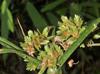 Cyperus virens