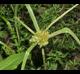 Cyperus virens