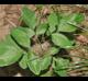 Desmodium glabellum