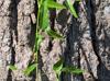 Desmodium paniculatum