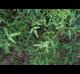 Desmodium paniculatum