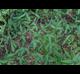 Desmodium paniculatum