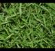 Dichanthelium dichotomum