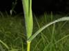 Dichanthelium scoparium