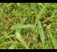 Dichanthelium scoparium