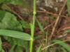 Dichanthelium scoparium