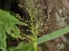 Dichanthelium scoparium