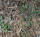 Dichondra carolinensis