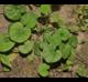 Dichondra carolinensis