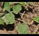 Dioscorea villosa
