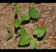 Dioscorea villosa