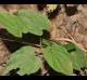 Dioscorea villosa