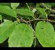 Diospyros virginiana