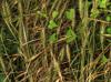 Elymus virginicus