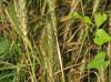 Elymus virginicus