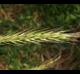 Elymus virginicus