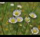Erigeron strigosus