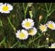 Erigeron strigosus