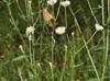 Erigeron strigosus