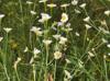 Erigeron strigosus