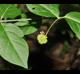 Euonymus americanus